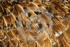 Brown texture of bird feathers, background for an inscription and a banner