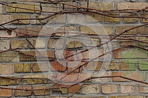 Brown texture of bricks in the wall overgrown with dry branches of the plant