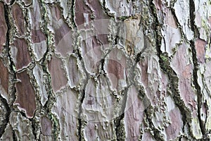 Brown texture of pine bark with interesting pattern