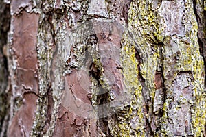 Brown Textured Pine Tree Bark with Green Moss