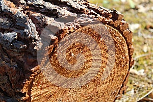 Brown textured trunk Portugal TrÃÂ¡s os Montes photo