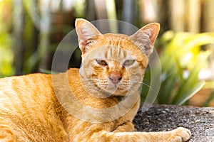 A brown thai cat lie down and asleep on stone in garden zone, se