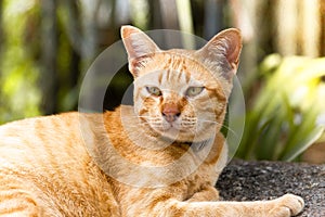 A brown thai cat lie down and asleep on stone in garden zone, se