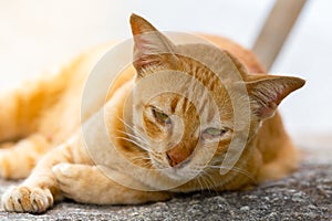 A brown thai cat lie down and asleep on stone in garden zone, se