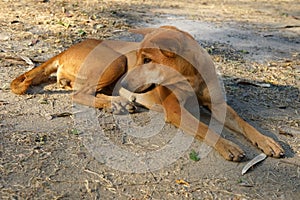 Brown Thai dog is lying on the ground and facing to the right. photo