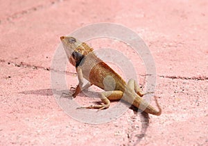 Brown thai lizard