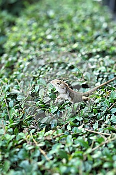 Brown thai lizard on tree