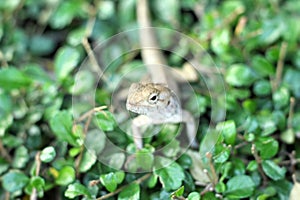 Brown thai lizard on tree