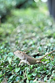 Brown thai lizard on tree