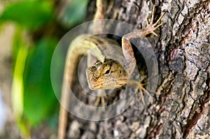 Brown Thai lizard on a tree
