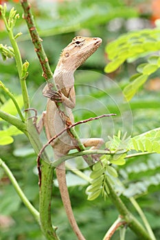Brown Thai native lizard