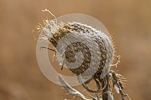 Brown thistle head closeup