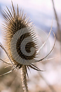 Brown thistles in winter