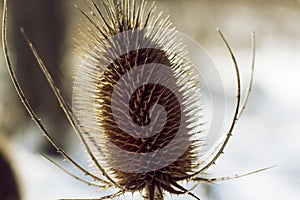 Brown thistles in winter