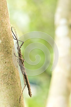 Brown thorn phasmid photo