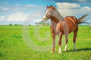 Brown thoroughbred horse