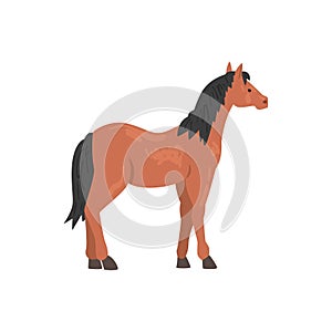 Brown Thoroughbred Horse Animal, Side View Vector Illustration