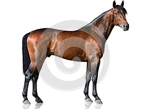 The brown thoroughbred stallion standing on white background