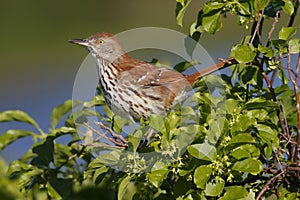 Brown Thrasher