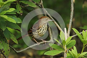 Brown Thrasher