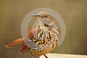 Brown Thrasher