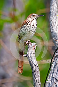 Brown Thrasher