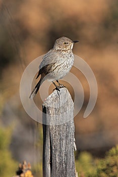 Brown Thrasher