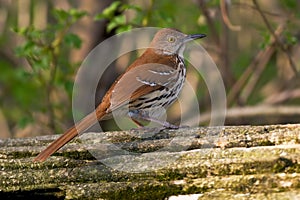 Brown Thrasher