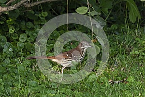 The brown thrasher. American bird, it is the state bird of Georgia. photo