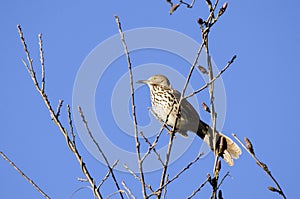 Brown Thrasher bird singing in a tree, Georgia USA photo