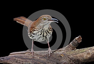 Brown Thrasher On Black