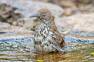 A Brown Thrasher in Laguna Atascosa NWR, Texas