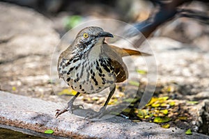 A Brown Thrasher in Laguna Atascosa NWR, Texas