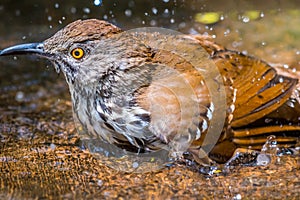 A Brown Thrasher in Laguna Atascosa NWR, Texas