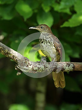 Brown Thrasher