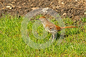A Brown Thrasher stands looking for food