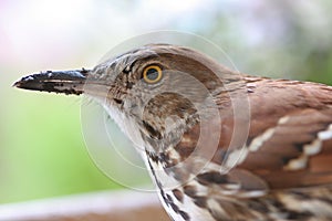 Brown Thrasher staring at you.