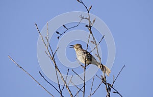 Brown Thrasher bird singing in a tree, Georgia USA photo