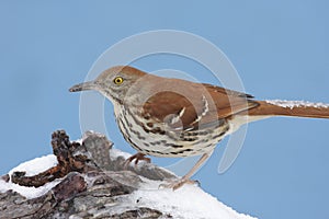 Brown Thrasher In Winter