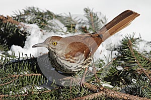 Brown Thrasher In Winter