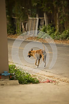 Brown , three legged, stray dog stumbling on the road