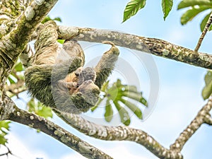 A brown throated 3 toed sloth hanging i a tree with a Baby in Costa Rice Rainforest national park