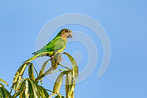 Brown-throated parakeet (Eupsittula pertinax), Bolivar department. Wildlife and birdwatching in Colombia