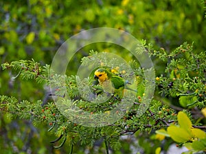 Brown-throated parakeet, Eupsittula pertinax. CuraÃ§ao, Lesser Antilles, Caribbean