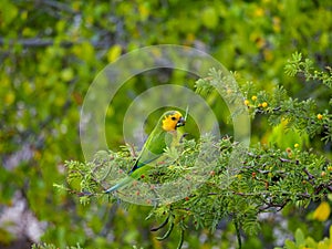 Brown-throated parakeet, Eupsittula pertinax. CuraÃ§ao, Lesser Antilles, Caribbean