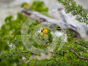 Brown-throated parakeet, Eupsittula pertinax. CuraÃÂ§ao, Lesser Antilles, Caribbean photo