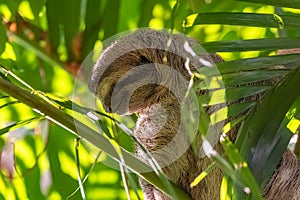 Brown-throated Sloth