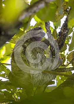 Brown-Throated Sloth Bradypus variegatus