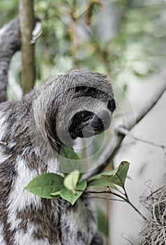 Brown throated sloth Bradypus variegatus climbing tree photo
