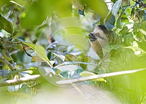 Brown-Throated Sloth Bradypus variegatus photo